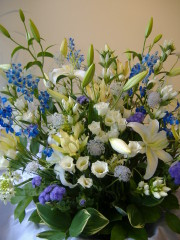 濃いデルフィニュウーム