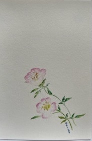 東京カルメル会　ポストカード　CA061　季節の花　昼咲月見草　ハガキ　１枚