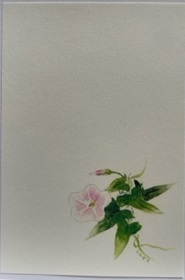 東京カルメル会　ポストカード　CA067　季節の花　ヒルガオ　ハガキ　１枚