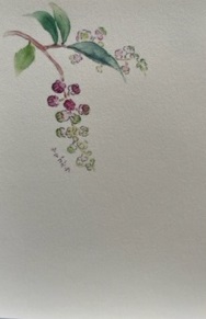 東京カルメル会　ポストカード　CA072　季節の花　やまごぼう　ハガキ　１枚