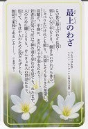 ドンボスコ社　DBP41　日本語　祈りカード ４１　最上のわざ「心だけは永遠」ヘルマン・ホイヴェルス神父の言葉より　１１×７センチ　光沢両面カード