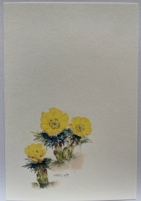 東京カルメル会　ポストカード　CA058　季節の花　福寿荘　ハガキ　１枚