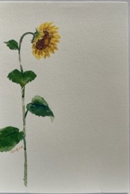 東京カルメル会　ポストカード　CA078　季節の花　ひまわり　ハガキ　１枚