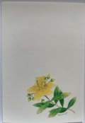 東京カルメル会　ポストカード　CA046　季節の花　びょうやなぎ　ハガキ　１枚