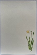 東京カルメル会　ポストカード　CA056　季節の花　すいせん　ハガキ　１枚