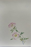 東京カルメル会　ポストカード　CA061　季節の花　昼咲月見草　ハガキ　１枚