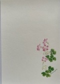 東京カルメル会　ポストカード　CA063　季節の花　むらさきかたばみ　ハガキ　１枚