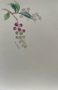 東京カルメル会　ポストカード　CA072　季節の花　やまごぼう　ハガキ　１枚