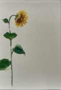 東京カルメル会　ポストカード　CA078　季節の花　ひまわり　ハガキ　１枚