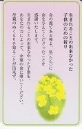 ドンボスコ社　DBP33　日本語　祈りカード ３３　生まれることの出来なかった子供のための祈り　１１×７センチ　光沢両面カード（レデンプトール修道会「絶えざる御助けの聖母への祈り」より）