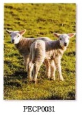 GREAT BRITISH CARD GBPECP0031　こひつじちゃん　イースターカード　封筒つき