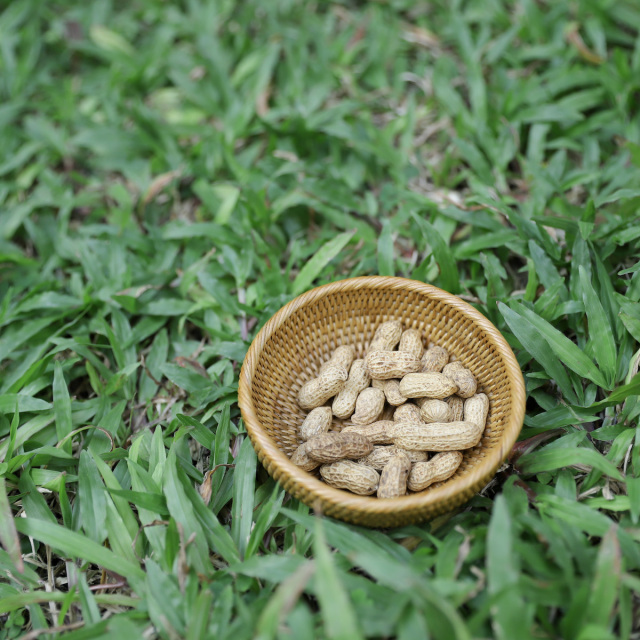 アタ雑貨 アタトレイ