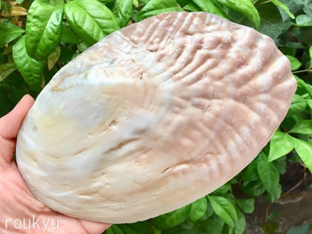 パールシェル浄化セット