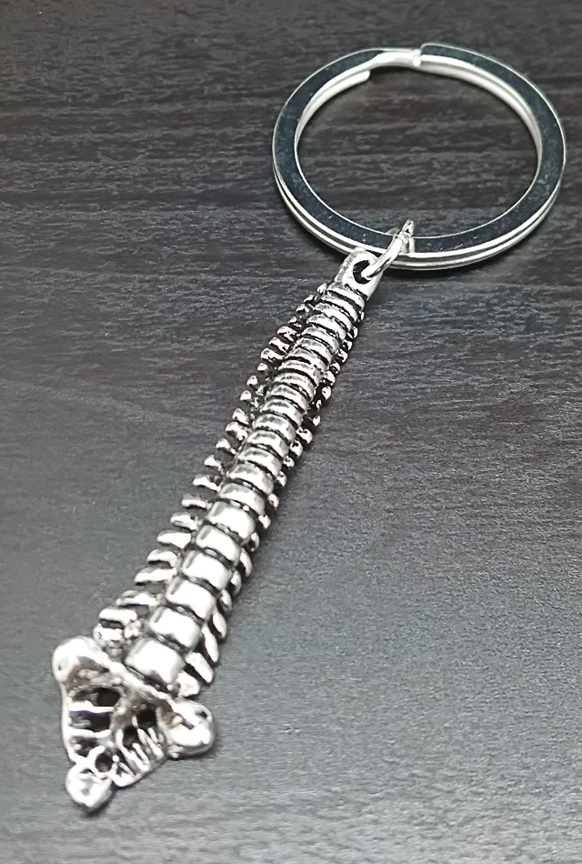 【アナトミーキーチェーン】脊柱（Spine）