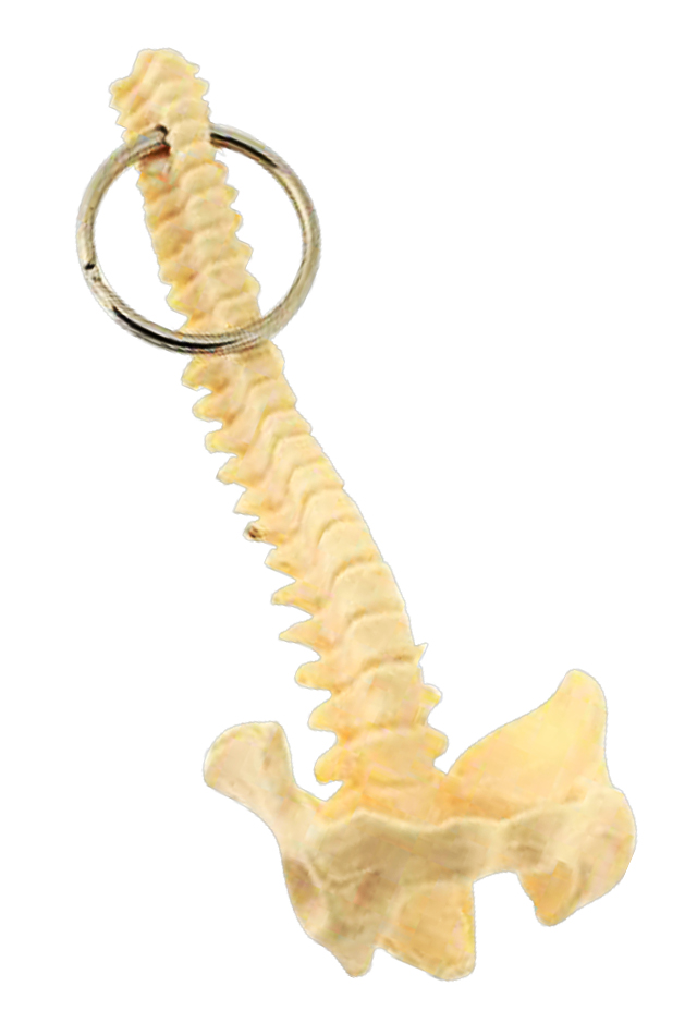 【骨格キーホルダー】脊柱（人体模型）