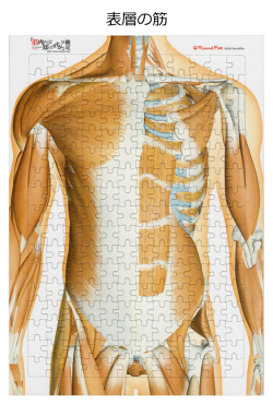 体幹の筋（表層）【解剖学ジグソー】