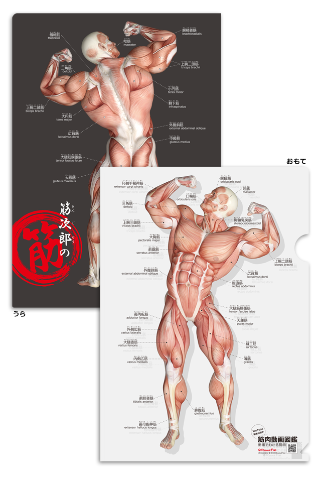 筋次郎コレクション1 クリアファイル3種4枚セット 楽天市場】クリアファイル 筋肉 ポーズ 「筋次郎コレクション1 クリア
