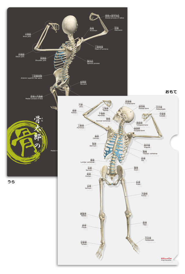 筋次郎コレクション1 クリアファイル3種4枚セット 楽天市場】クリアファイル 筋肉 ポーズ 「筋次郎コレクション1 クリア