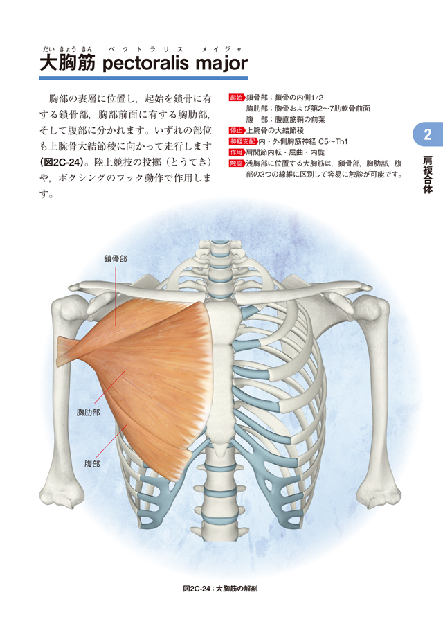書籍】ファンクショナルアナトミー 身体運動の機能解剖学