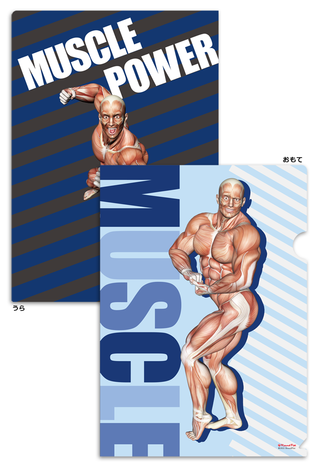 新発売】筋次郎コレクション1 クリアファイル3枚セット【解剖学