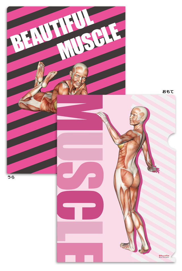 新発売】筋次郎コレクション1 クリアファイル3枚セット【解剖学