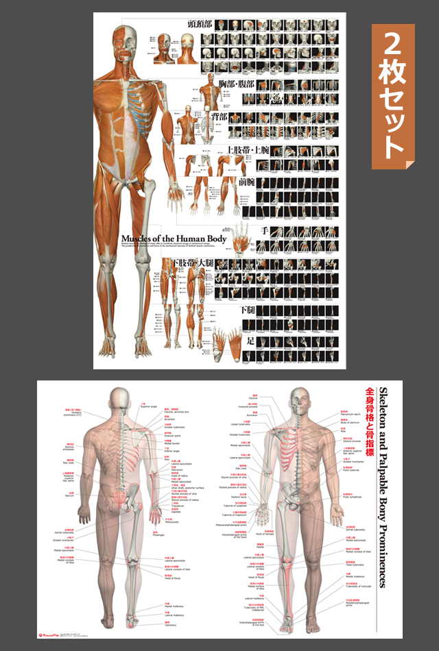 人体模型 筋肉と骨格の詳細図 2枚セット 人体模型 筋肉と骨格の解剖図 パネル 2枚セット （グッズ】筋肉