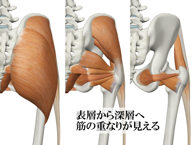 Winソフトウェア】CGで見る筋肉図典 筋ナビ プレミアム版
