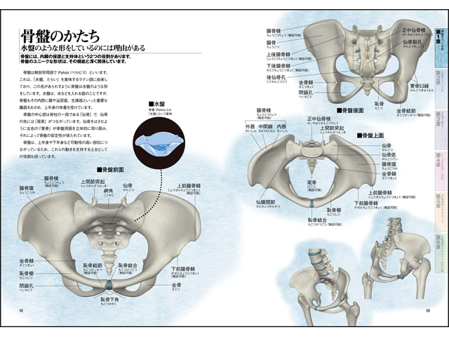 ゆー モーション解剖アトラス 下肢・骨盤 書籍】見るみるわかる 骨盤ナビ《折込骨盤ポスター付》
