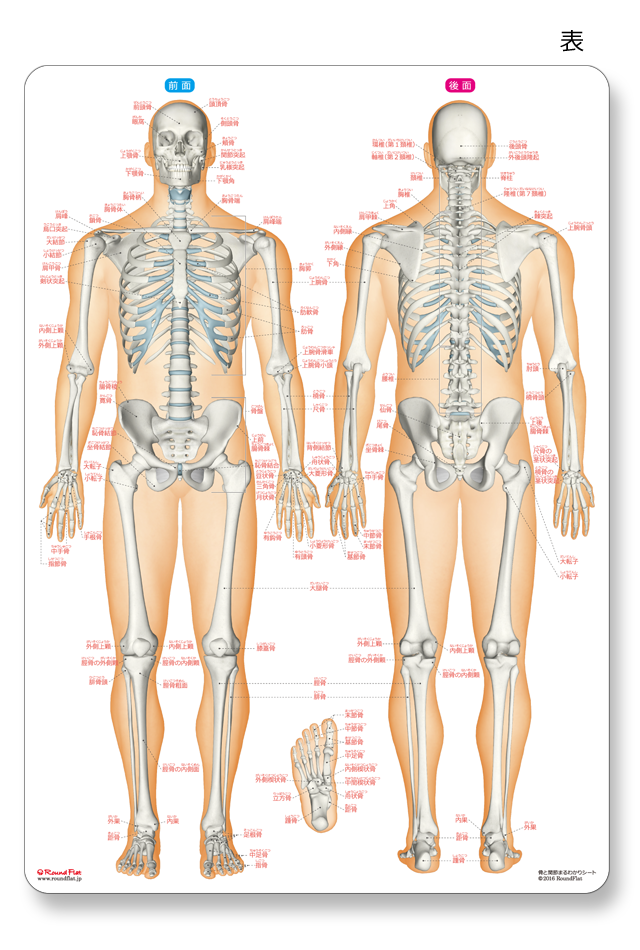 人体　下敷き　4枚 人体まるわかりシート4枚セット / Anatomy 今日も明日も/人体