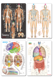 【グッズ】筋肉＆骨と関節＆脳＆内臓　人体まるわかりシート４枚セット《お得な10％OFF》