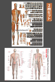 全身の筋肉ポスター（パネル入り）」 A1サイズ フルカラー 楽天市場】ポスター 筋肉 全身 「全身の骨格筋 特大筋肉ポスター