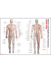 【特大ポスター】全身骨格と骨指標【日本語・英語併記 縦59.4cm×横84.1cm】