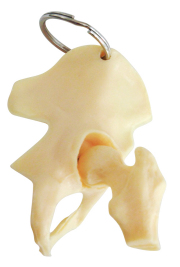 骨格標本　キーホルダー item_tb002_01.jpg