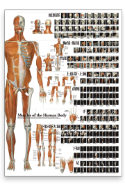 特大ポスター・パネル入り】全身の骨格筋【全162の筋肉を紹介 縦84.1cm