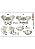 【アウトレット特価】「男女の骨盤の違い」(The Body Pelvis : Female vs. Male)【ポスター】