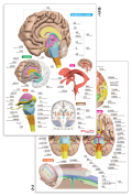 【プラスチック下敷き】脳まるわかりシート【名称ふりがな・英語名称付】