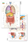【プラスチック下敷き】内臓まるわかりシート【名称ふりがな・英語名称付】