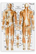 【解剖学ジグソー】全身の筋