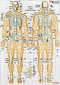 【アウトレット特価】全身の骨【解剖学ジグソー】