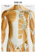 体幹の筋（表層）【解剖学ジグソー】