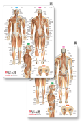 【プラスチック下敷き】筋肉まるわかりシート【表層筋から深層筋まで】