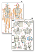 【プラスチック下敷き】骨と関節まるわかりシート【名称ふりがな付】