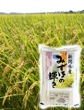 新潟産上越みずほの輝き10kg｜上越コシヒカリ通販サイト【米選】