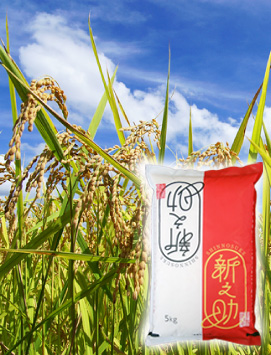 新之助 5kg×2 日本産米 2024年収穫 Amazon.co.jp: 新潟県産 新之助 10kg (5kg×2 袋) 令和6年産 精米