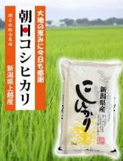 新潟産朝日コシヒカリ