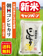 朝日コシヒカリ新米