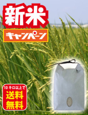 自然栽培コシ新米
