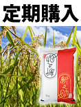 お米定期　新之助