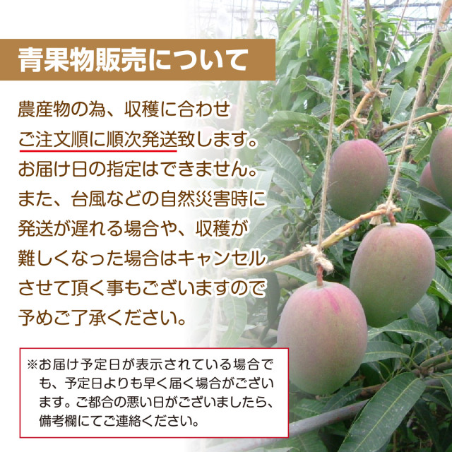 沖縄県産 アップルマンゴー 家庭用 約1kg（2玉～4玉）