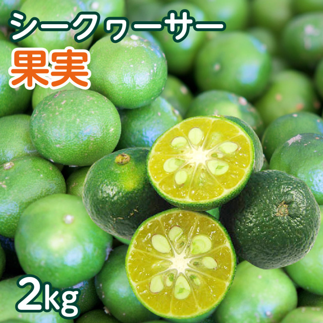 ★2025年のご注文スタート★ 【送料無料】 沖縄県産 青切り シークヮーサー果実 約2kg（約80個～100個前後） ※日時指定・同梱不可
